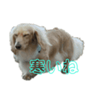 ダックスフンド～ベルゼっ子～（個別スタンプ：13）