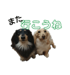 ダックスフンド～ベルゼっ子～（個別スタンプ：15）