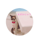 わが家のわんとにゃん（個別スタンプ：3）