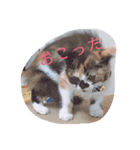 わが家のわんとにゃん（個別スタンプ：4）
