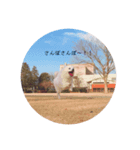 わが家のわんとにゃん（個別スタンプ：7）