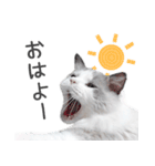 ラグドール「コロネ」（個別スタンプ：1）