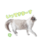 ラグドール「コロネ」（個別スタンプ：2）