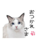 ラグドール「コロネ」（個別スタンプ：4）