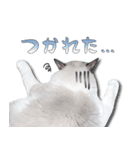 ラグドール「コロネ」（個別スタンプ：5）