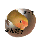 (๏‚θ‚๏)birdちゃん（個別スタンプ：2）