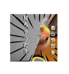 (๏‚θ‚๏)birdちゃん（個別スタンプ：3）