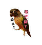 (๏‚θ‚๏)birdちゃん（個別スタンプ：9）