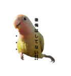 (๏‚θ‚๏)birdちゃん（個別スタンプ：11）