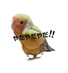 (๏‚θ‚๏)birdちゃん（個別スタンプ：16）
