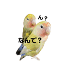 (๏‚θ‚๏)birdちゃん（個別スタンプ：20）