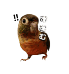 (๏‚θ‚๏)birdちゃん（個別スタンプ：26）
