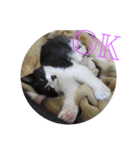 愛知県の猫ちゃん（個別スタンプ：1）