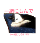愛知県の猫ちゃん（個別スタンプ：3）