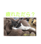 愛知県の猫ちゃん（個別スタンプ：4）