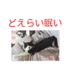 愛知県の猫ちゃん（個別スタンプ：5）