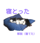 愛知県の猫ちゃん（個別スタンプ：6）