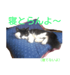 愛知県の猫ちゃん（個別スタンプ：7）