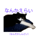 愛知県の猫ちゃん（個別スタンプ：8）