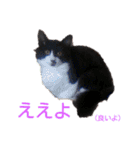 愛知県の猫ちゃん（個別スタンプ：9）