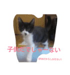 愛知県の猫ちゃん（個別スタンプ：10）
