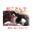 愛知県の猫ちゃん（個別スタンプ：12）