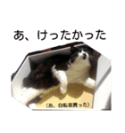 愛知県の猫ちゃん（個別スタンプ：13）