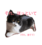 愛知県の猫ちゃん（個別スタンプ：14）