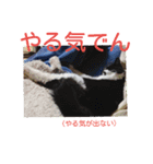 愛知県の猫ちゃん（個別スタンプ：15）