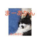 愛知県の猫ちゃん（個別スタンプ：16）