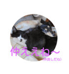 愛知県の猫ちゃん（個別スタンプ：17）