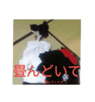 愛知県の猫ちゃん（個別スタンプ：18）