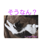 愛知県の猫ちゃん（個別スタンプ：19）