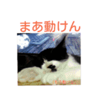 愛知県の猫ちゃん（個別スタンプ：20）