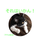 愛知県の猫ちゃん（個別スタンプ：21）