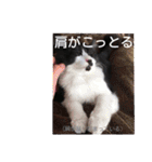 愛知県の猫ちゃん（個別スタンプ：22）