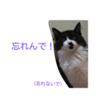 愛知県の猫ちゃん（個別スタンプ：23）