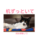 愛知県の猫ちゃん（個別スタンプ：24）