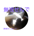 愛知県の猫ちゃん（個別スタンプ：25）