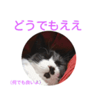 愛知県の猫ちゃん（個別スタンプ：26）