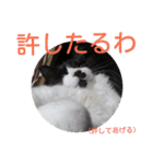 愛知県の猫ちゃん（個別スタンプ：27）