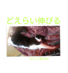愛知県の猫ちゃん（個別スタンプ：28）
