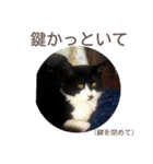 愛知県の猫ちゃん（個別スタンプ：30）