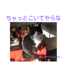 愛知県の猫ちゃん（個別スタンプ：31）