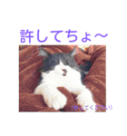 愛知県の猫ちゃん（個別スタンプ：32）