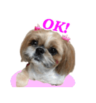 シーズー犬ちょこ（個別スタンプ：1）