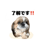 シーズー犬ちょこ（個別スタンプ：2）