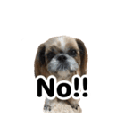 シーズー犬ちょこ（個別スタンプ：3）