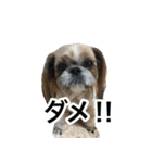 シーズー犬ちょこ（個別スタンプ：4）
