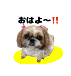 シーズー犬ちょこ（個別スタンプ：5）